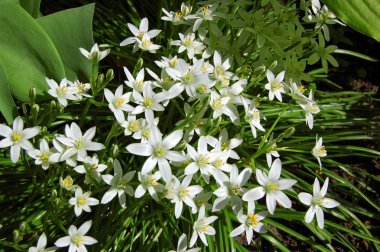 Güzel ornithogallum caudatum çiçek