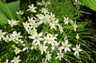 Güzel ornithogallum caudatum çiçek