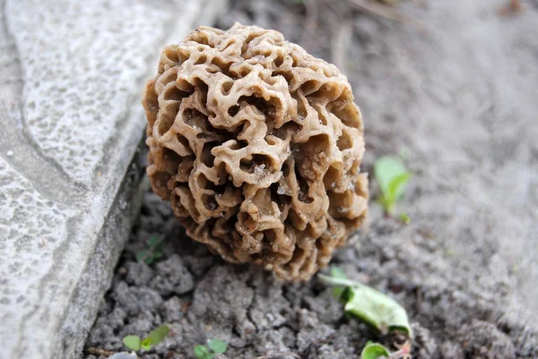 Morchella esculenta mushroom — Stock Photo, Image