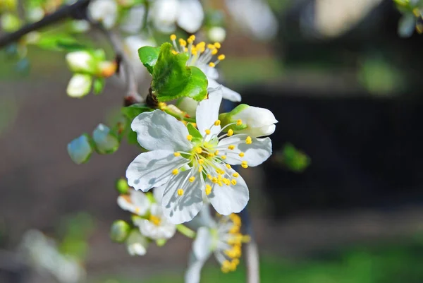 Cherry tree blossom — Stock Photo, Image