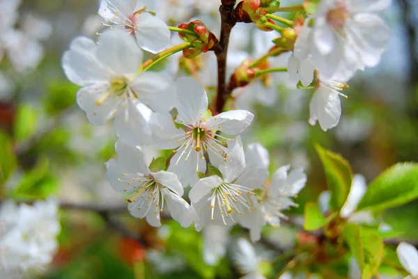Cherry tree blossom — Stock Photo, Image