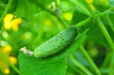Cucumberin Bahçe-yatakta
