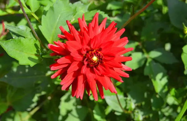 Beautiful dahlia flower — Stock Photo, Image