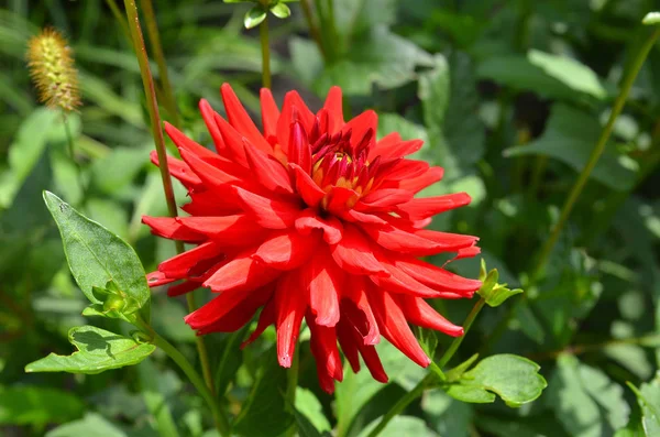 Belle fleur de dahlia — Photo