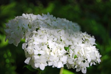 Güzel ortanca çiçeği