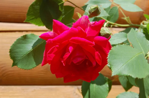 Bellissimo fiore di rosa — Foto Stock