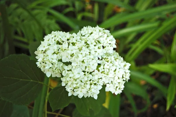 Belle fleur d'hortensia — Photo