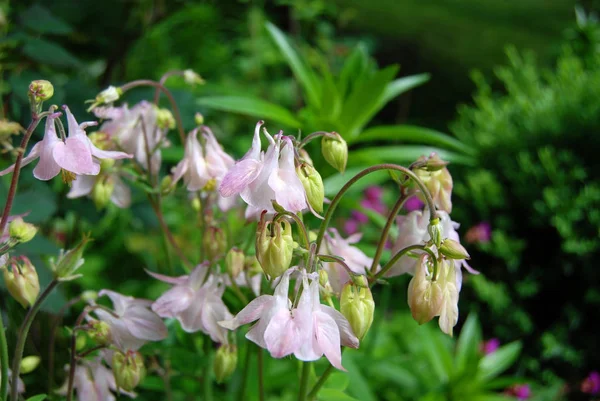 아름 다운 aquilegia 꽃 — 스톡 사진