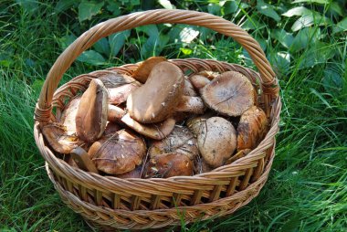 Boletus mantarı mantar sepeti