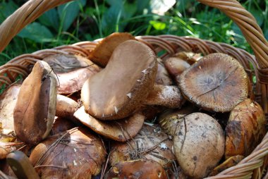 Boletus mantarı mantar sepeti