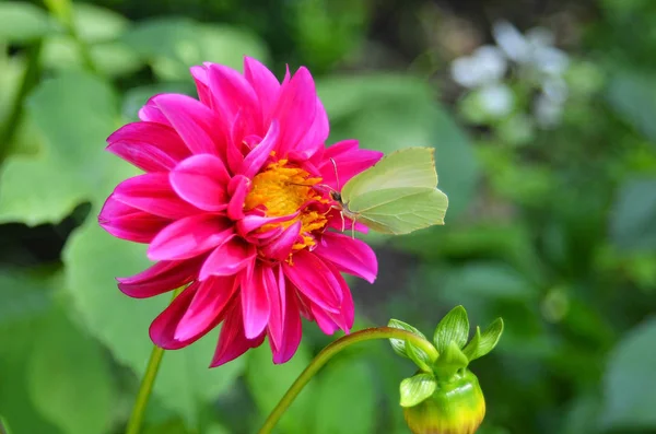 Papillon de chou sur fleur de zinnia — Photo