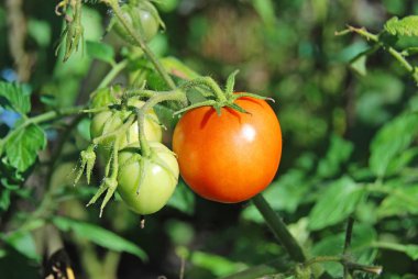 Domates Bahçe-yatakta