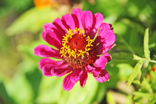 Красиві Ціннія квітка — стокове фото