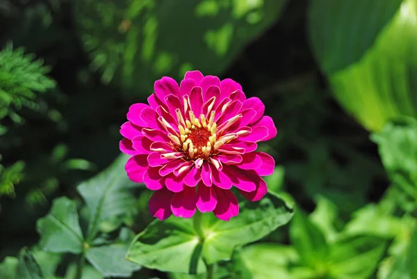 Hermosa flor de zinnia —  Fotos de Stock