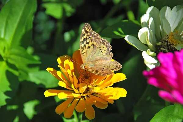 Motyl na kwiat Cynia — Zdjęcie stockowe