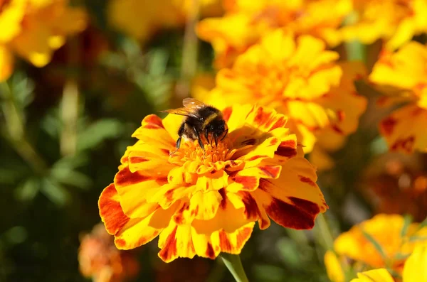 Ödmjuka-bee på tagetes — Stockfoto