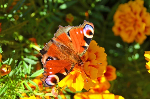 Motyl na kwiatów Aksamitka — Zdjęcie stockowe