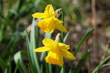 Güzel nergis çiçek