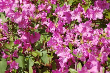 Açelya (Rhododendron molle. Blume)