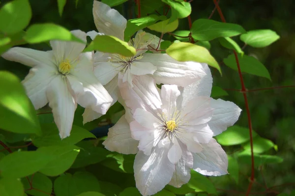 Красивый цветок клематис — стоковое фото