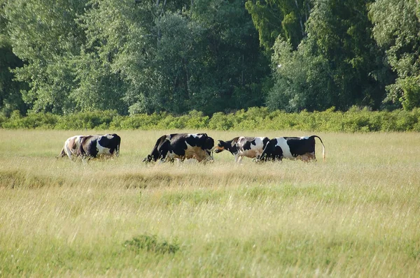 Cow at meadow — Stock Photo, Image