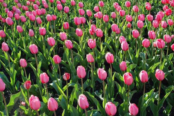 Szép tulipán virág — Stock Fotó