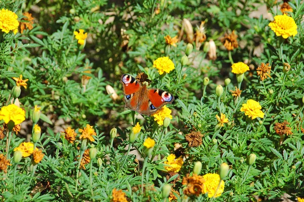 Schmetterling auf Tagetes Blume — Stockfoto