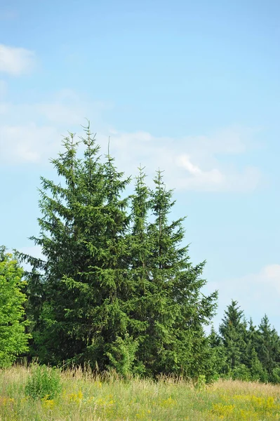 Evergreen fir tree — Stock Photo, Image