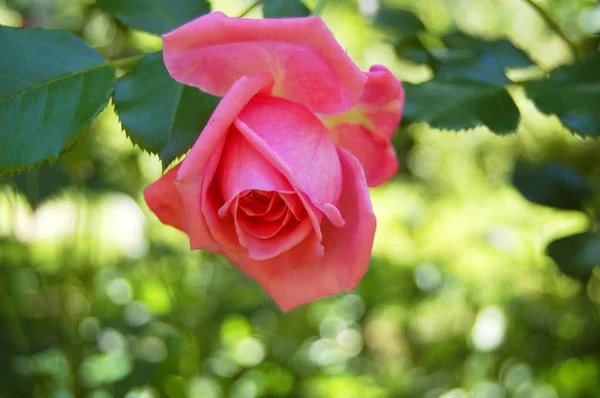 Beautiful rose flower — Stock Photo, Image