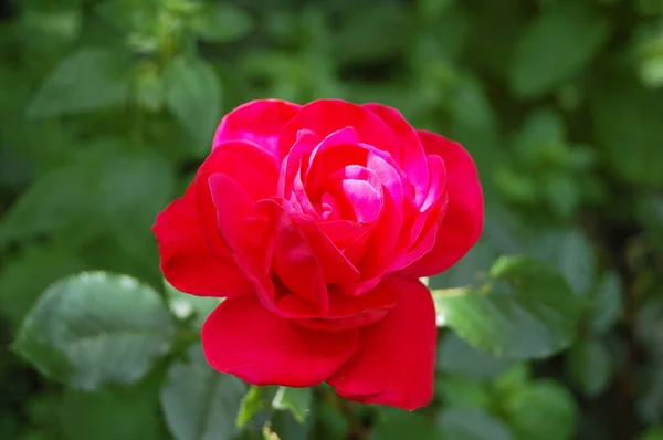 Beautiful rose flower — Stock Photo, Image