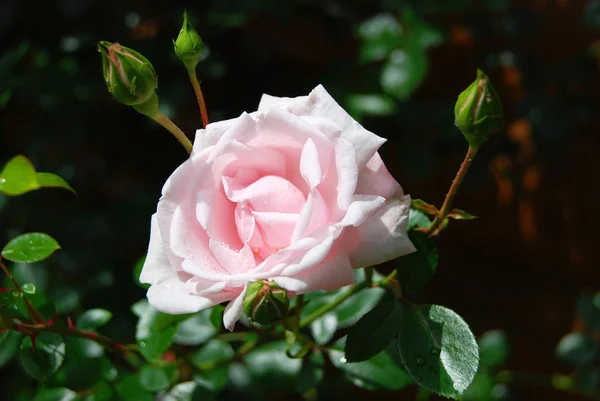 Hermosa flor de rosa —  Fotos de Stock