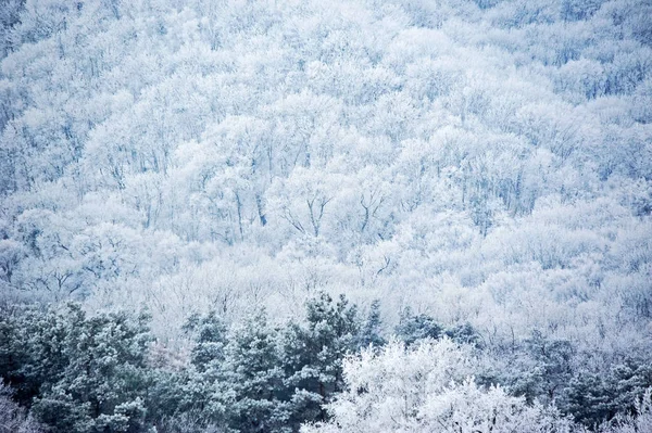 Foresta invernale in hoarfrost — Foto Stock