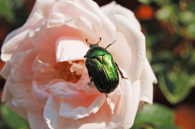 Çiçek gül chafer (cetonia aurata)