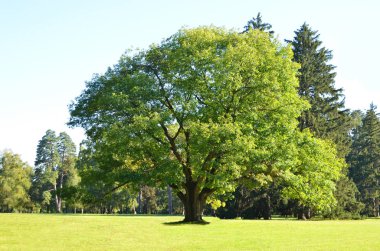 yeşil meşe ağacı