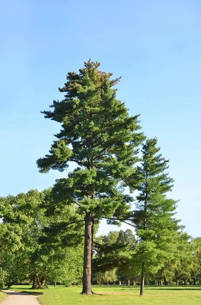 Evergreen pine tree — Stock Photo, Image