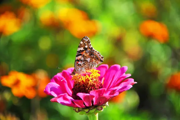 Borboleta na flor de Zinnia — Fotografia de Stock