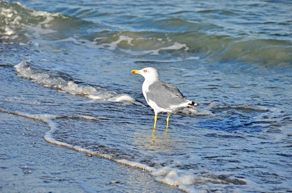 Seagull op oever — Stockfoto