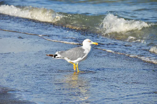 Seagull op oever — Stockfoto