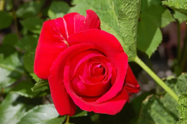 Beautiful rose flower — Stock Photo, Image