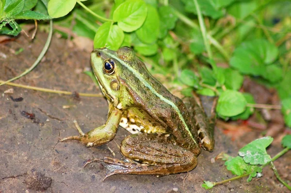 Grenouille dans l'herbe — Photo