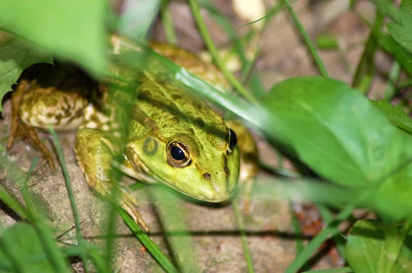 Grenouille dans l'herbe — Photo