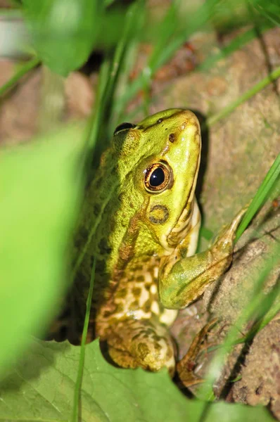 Grenouille dans l'herbe — Photo