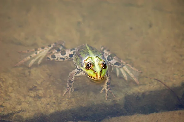池の中のカエル — ストック写真