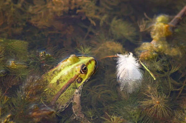 Frog in the pond — Stock Photo, Image