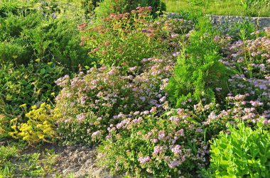 Alanlara japonica bahar çiçek