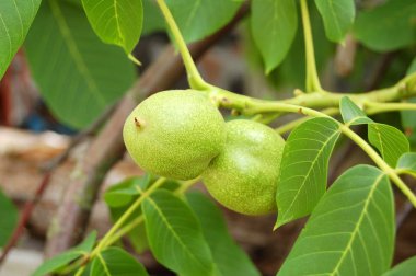 ceviz ağacı (juglans regia) meyve