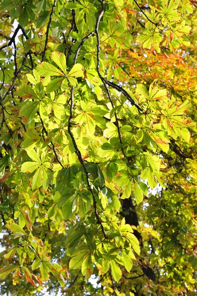 Folhas de castanha no sol de outono — Fotografia de Stock