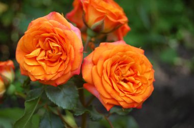 Güzel gül çiçeği