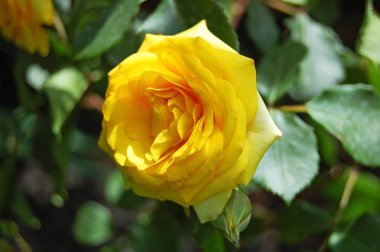 Güzel gül çiçeği