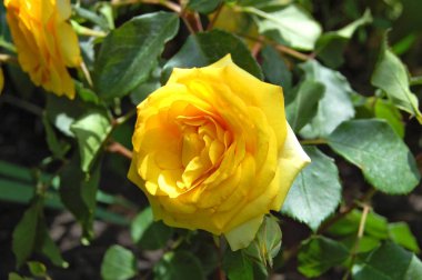 Güzel gül çiçeği